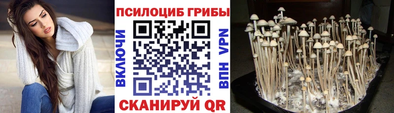 Купить закладки  Нерехта  Псилоцибиновые грибы MAGIC MUSHROOMS 